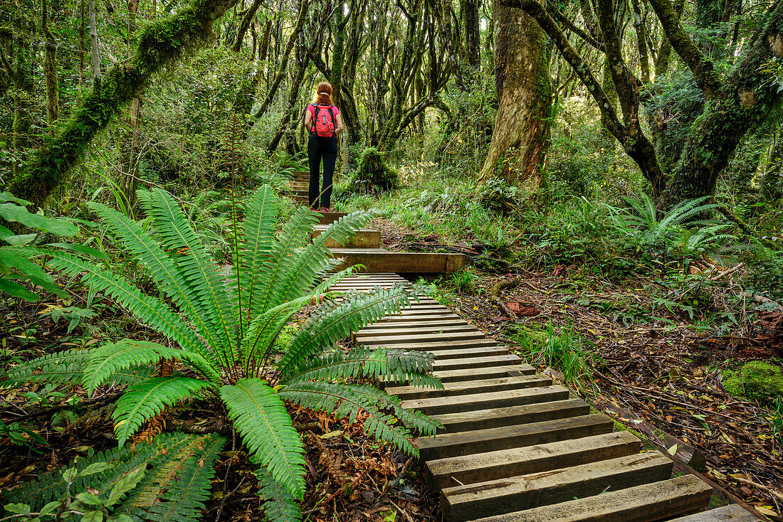 Woman hiking on track with wooden steps leading through forest with fern, Mangorai Track, Pouakai Hut, Mount Egmont, Egmont National Park, Taranaki, North island, New Zealand