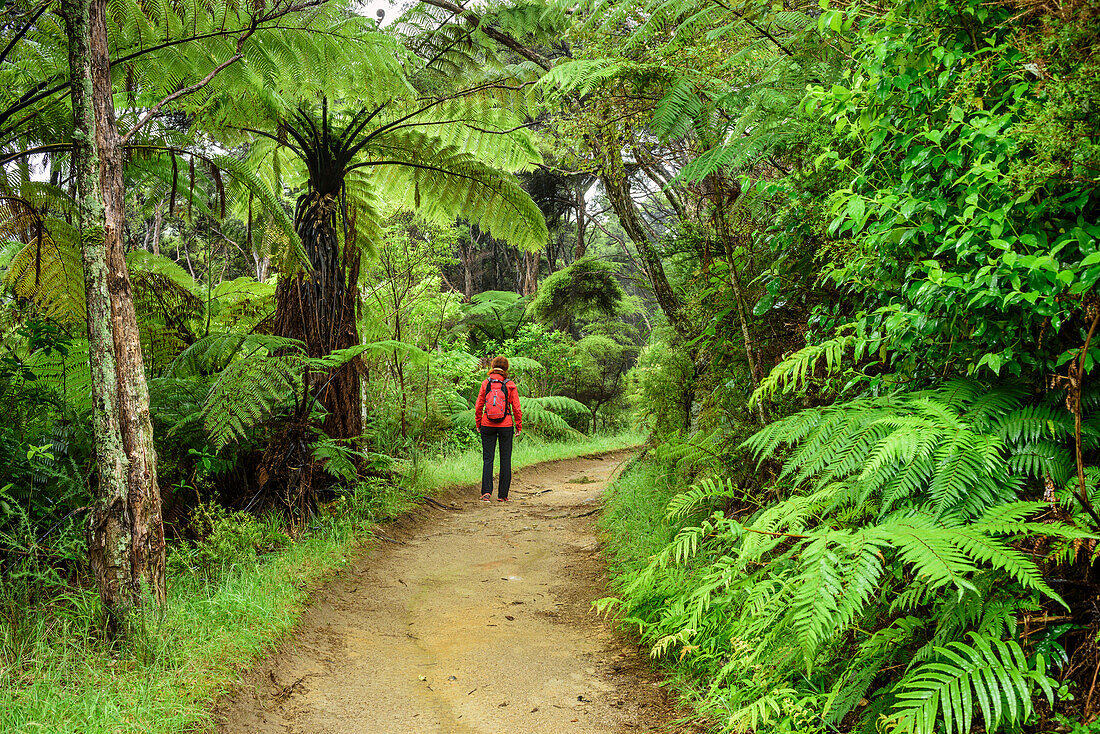 Woman hiking on Abel Tasman Coastal Track through rainforest with fern trees, Abel Tasman Coastal Track, Great Walks, Abel Tasman National Park, Tasman, South island, New Zealand