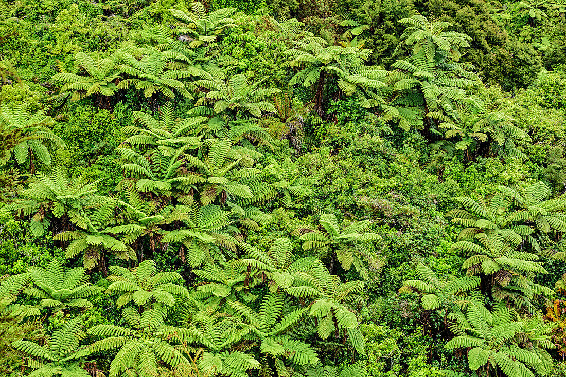 Rainforest with fern trees, Abel Tasman Coastal Track, Great Walks, Abel Tasman National Park, Tasman, South island, New Zealand