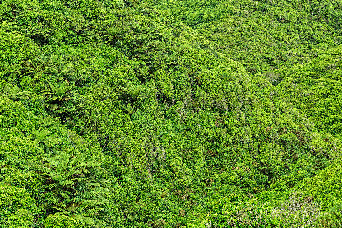 Rainforest with fern trees, Abel Tasman Coastal Track, Great Walks, Abel Tasman National Park, Tasman, South island, New Zealand