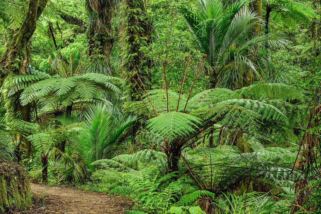 Track leading through rainforest with fern trees, Abel Tasman Coastal Track, Great Walks, Abel Tasman National Park, Tasman, South island, New Zealand