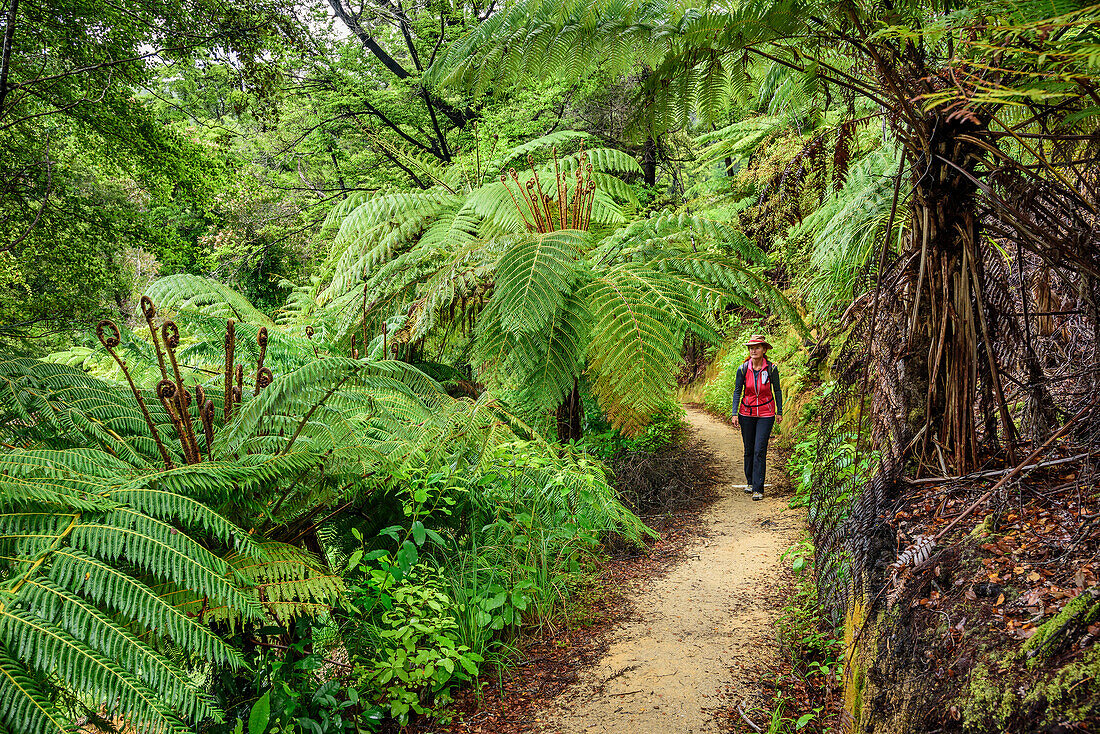 Frau wandert auf Abel Tasman Coastal Track durch Regenwald mit Farnbäumen, Abel Tasman Coastal Track, Great Walks, Abel Tasman Nationalpark, Tasman, Südinsel, Neuseeland