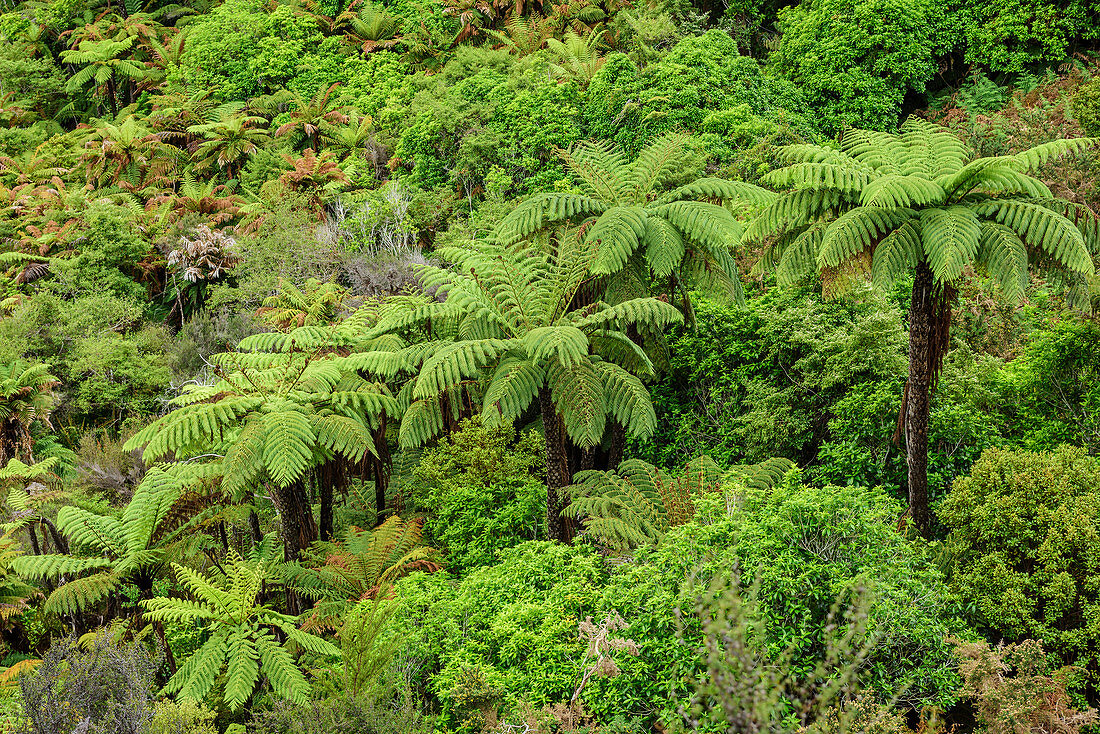 Regenwald mit Farnbäumen, Abel Tasman Coastal Track, Great Walks, Abel Tasman Nationalpark, Tasman, Südinsel, Neuseeland