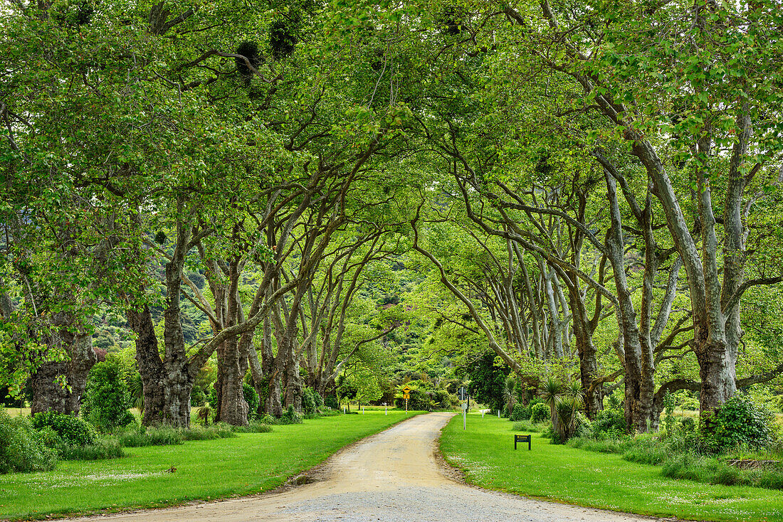 Historical alley of sycamores at Abel Tasman Coastal Track, Abel Tasman Coastal Track, Great Walks, Abel Tasman National Park, Tasman, South island, New Zealand