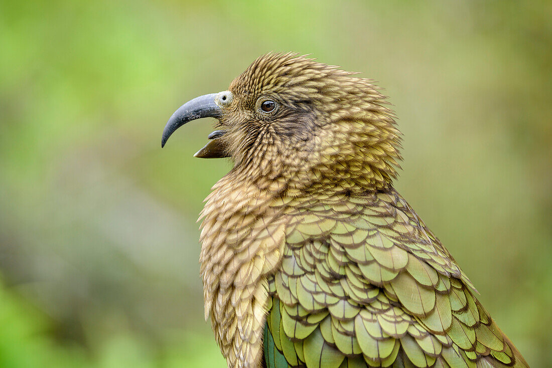 Kea, Nestor notabilis, Mountain parrot, South island, New Zealand