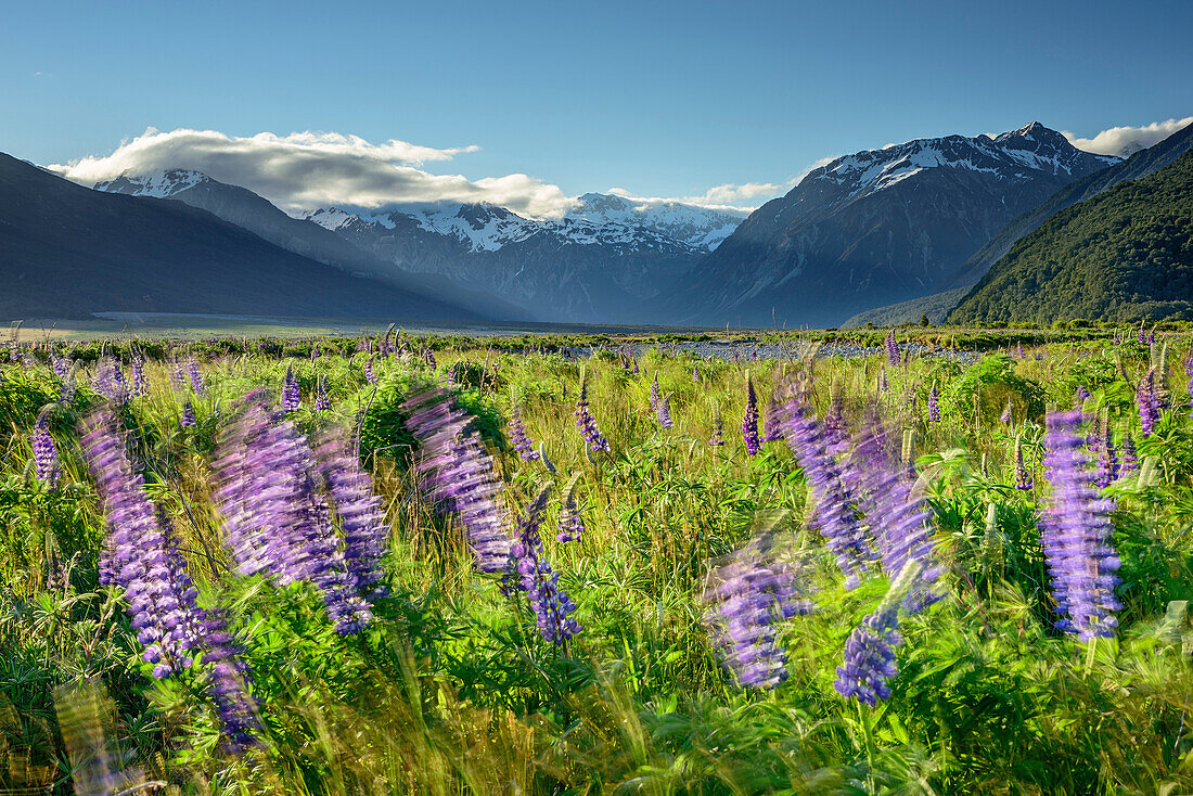 Blue lupines swaying in the wind, Arthur's Pass, Arthur's Pass National Park, Canterbury, South island, New Zealand
