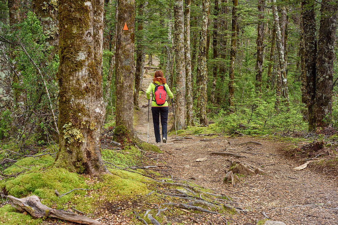 Woman hiking through beech forest, Bealey Spur Track, Craigieburn Forst Park, Arthur's Pass, Canterbury, South island, New Zealand