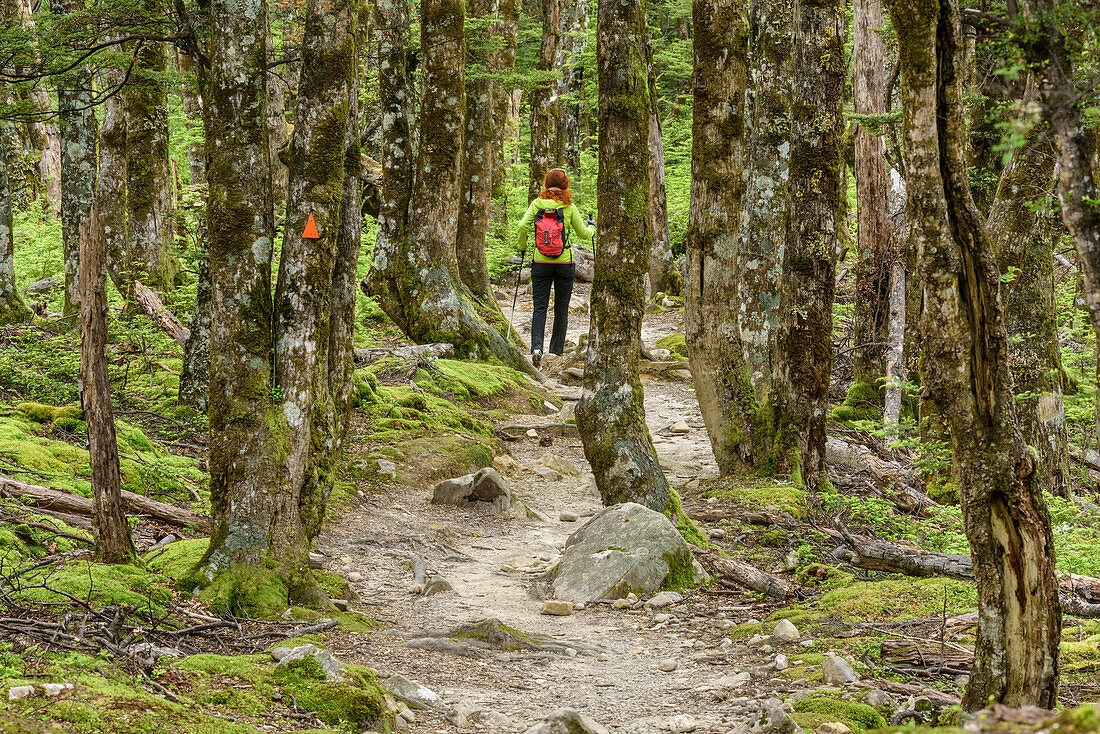 Woman hiking through beech forest, Bealey Spur Track, Craigieburn Forst Park, Arthur's Pass, Canterbury, South island, New Zealand
