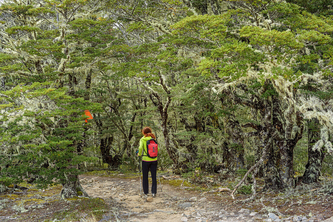 Frau wandert durch Buchenwald, Bealey Spur Track, Craigieburn Forst Park, Arthur's Pass, Canterbury, Südinsel, Neuseeland