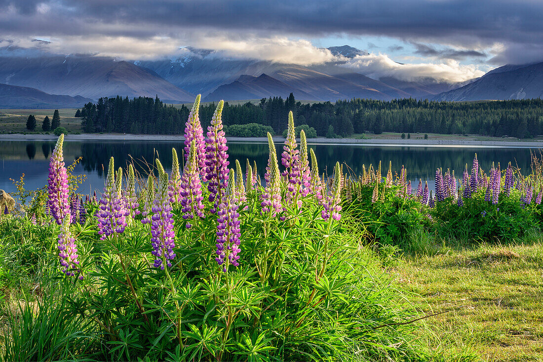 Blue lupines at Lake Tekapo, Lake Tekapo, Canterbury, South island, New Zealand