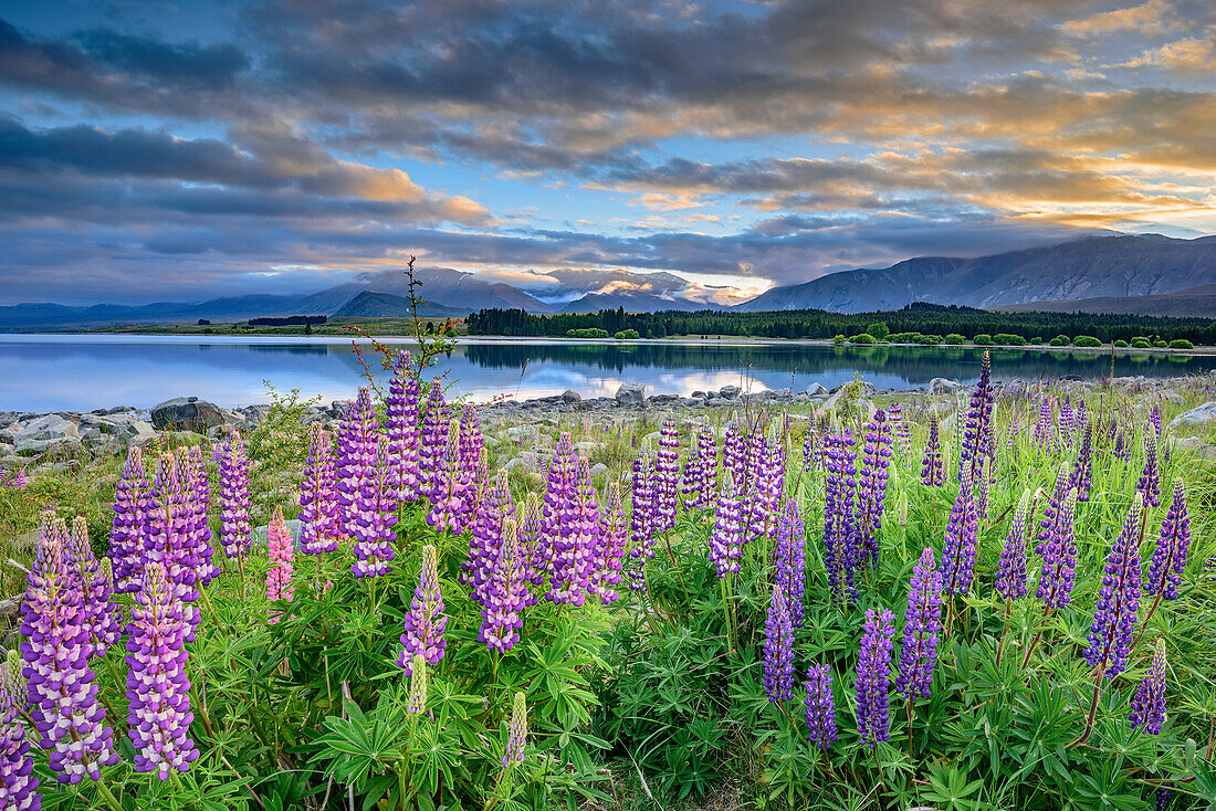 Blue lupines at Lake Tekapo, Lake Tekapo, Canterbury, South island, New Zealand