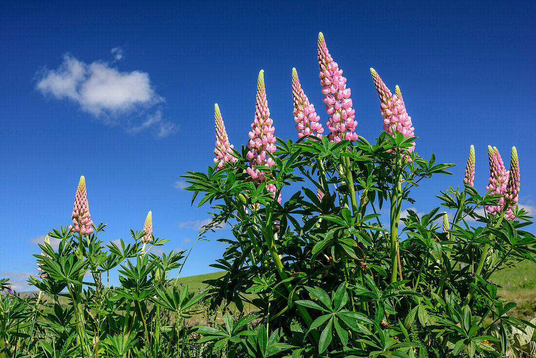 Pink lupines, Canterbury, South island, New Zealand