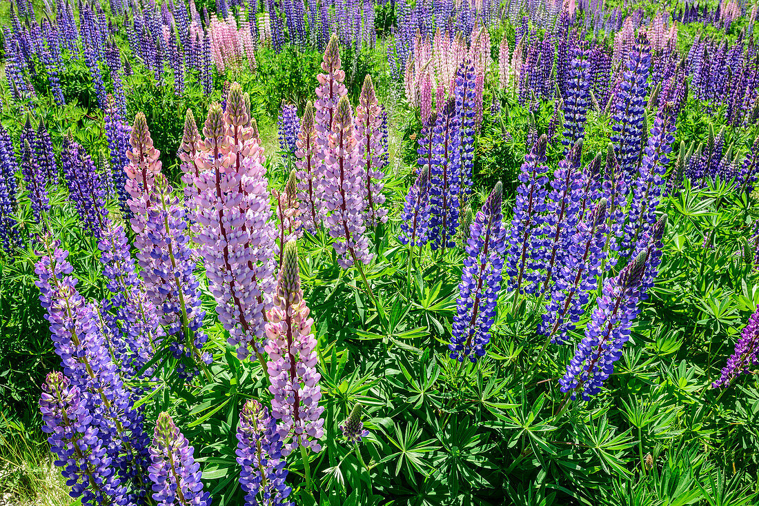 Blue and pink lupines, Ahuriri River, Canterbury, South island, New Zealand