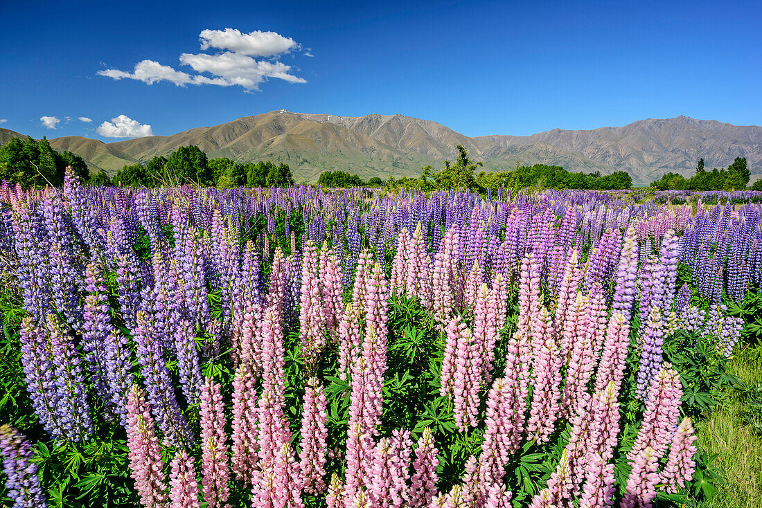 Blaue und rosafarbene Lupinen, Ahuriri River, Canterbury, Südinsel, Neuseeland