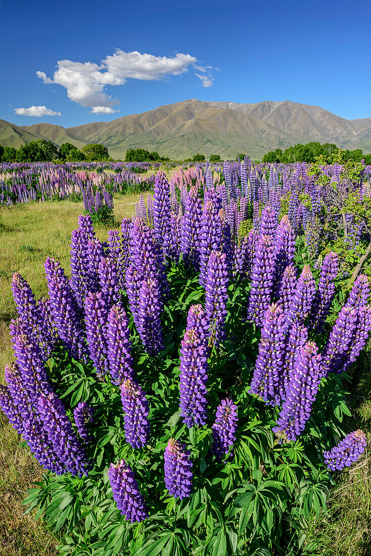 Blaue Lupinen, Ahuriri River, Canterbury, Südinsel, Neuseeland