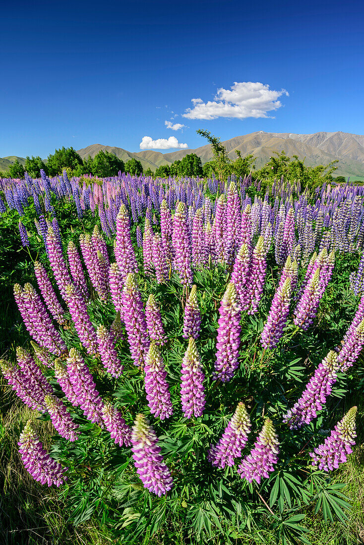 Blue lupines, Ahuriri River, Canterbury, South island, New Zealand