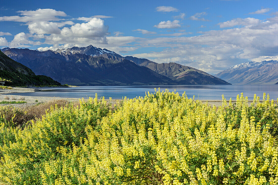 Gelbe Lupinen mit Lake Hawea im Hintergrund, Lake Hawea, Mount Aspiring Nationalpark, UNESCO Welterbe Te Wahipounamu, Queenstown-Lake District, Otago, Südinsel, Neuseeland