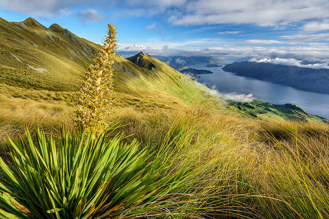 Blick über Roys Peak auf Lake Wanaka, Roys Peak, Harris Mountains, Mount Aspiring Nationalpark, UNESCO Welterbe Te Wahipounamu, Queenstown-Lake District, Otago, Südinsel, Neuseeland