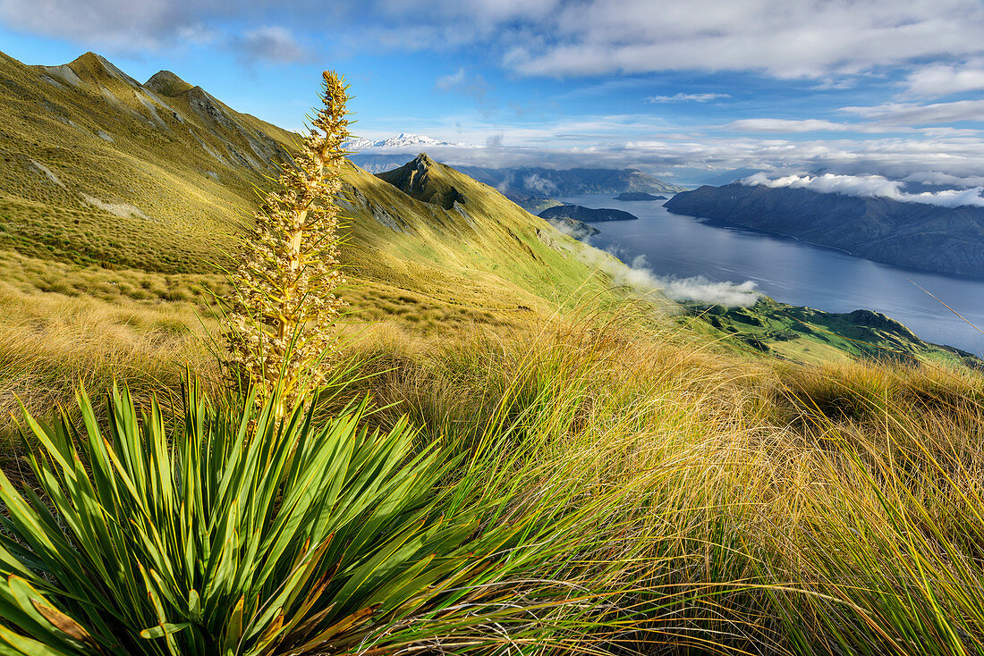 View from Roys Peak to Lake Wanaka, from Roys Peak, Harris Mountains, Mount Aspiring National Park, UNESCO Welterbe Te Wahipounamu, Queenstown-Lake District, Otago, South island, New Zealand