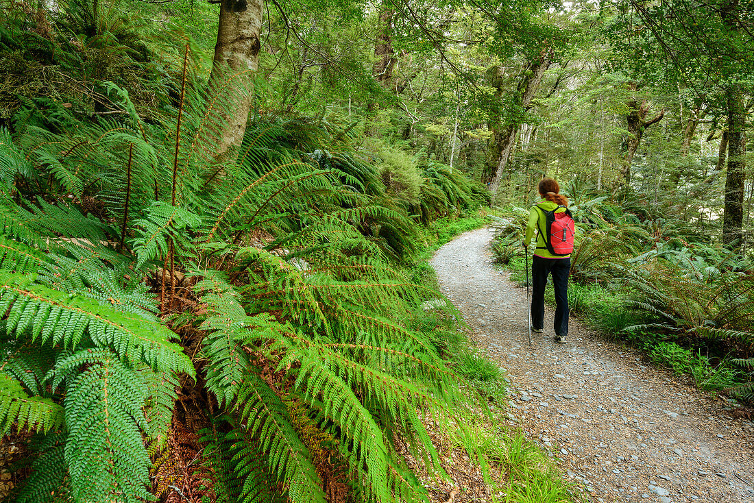 Frau wandert durch Farne am Routeburn Track, Routeburn Track, Great Walks, Fiordlands Nationalpark, UNESCO Welterbe Te Wahipounamu, Queenstown-Lake District, Otago, Südinsel, Neuseeland