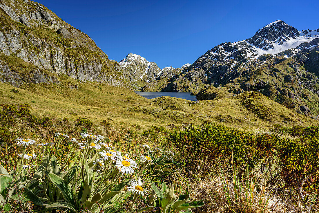 Gänseblümchen mit Harris Lake im Hintergrund, Routeburn Track, Great Walks, Fiordlands Nationalpark, UNESCO Welterbe Te Wahipounamu, Queenstown-Lake District, Otago, Südinsel, Neuseeland