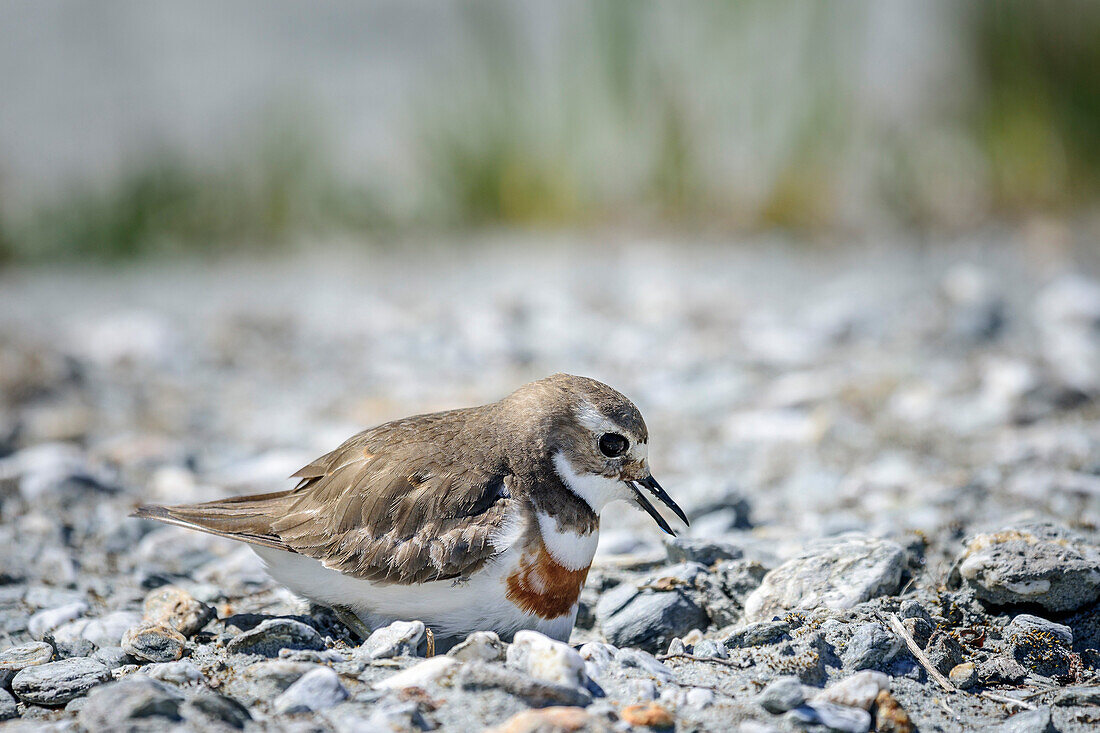 Double-banded plover sitting on its nest, Fiordland National Park, UNESCO Welterbe Te Wahipounamu, Queenstown-Lake District, Otago, South island, New Zealand