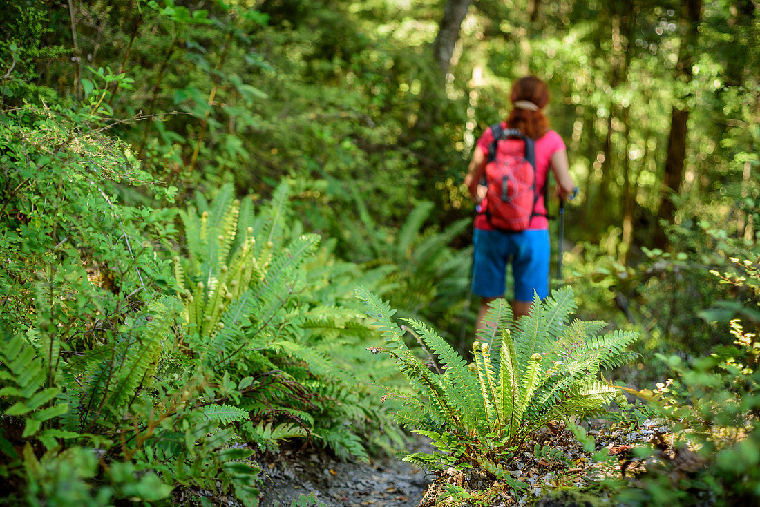 Frau wandert durch Wald mit Farnen, am Mount Alfred, Fiordlands Nationalpark, UNESCO Welterbe Te Wahipounamu, Queenstown-Lake District, Otago, Südinsel, Neuseeland
