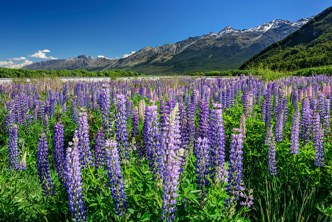 Blaue Lupinen mit Bergen des Fiordland Nationalparks, Fiordlands Nationalpark, UNESCO Welterbe Te Wahipounamu, Queenstown-Lake District, Otago, Südinsel, Neuseeland