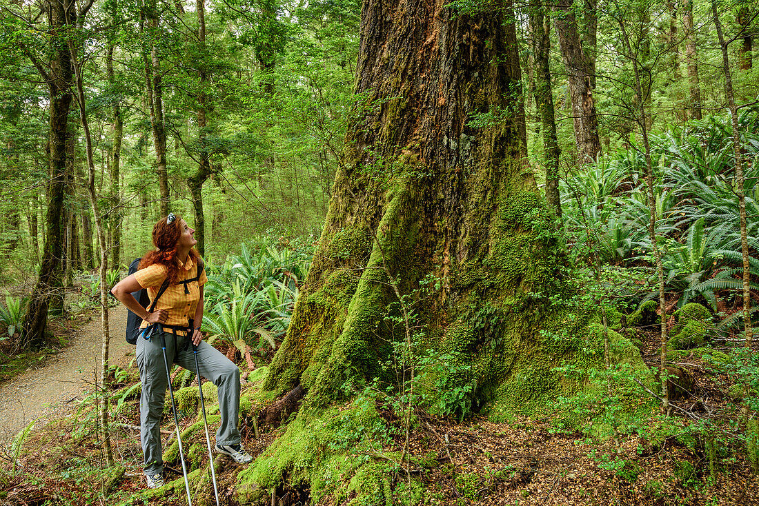 Woman looking towards huge beech tree, Kepler Track, Great Walks, Fiordland National Park, UNESCO Welterbe Te Wahipounamu, Southland, South island, New Zealand