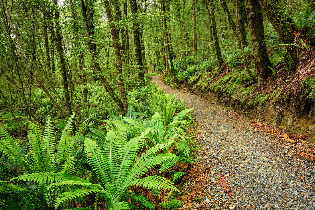 Weg führt durch Buchenwald mit Farnen, Kepler Track, Great Walks, Fiordlands Nationalpark, UNESCO Welterbe Te Wahipounamu, Southland, Südinsel, Neuseeland