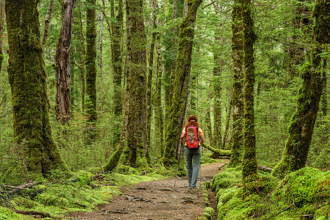 Woman hiking on track through beech forest, Kepler Track, Great Walks, Fiordland National Park, UNESCO Welterbe Te Wahipounamu, Southland, South island, New Zealand