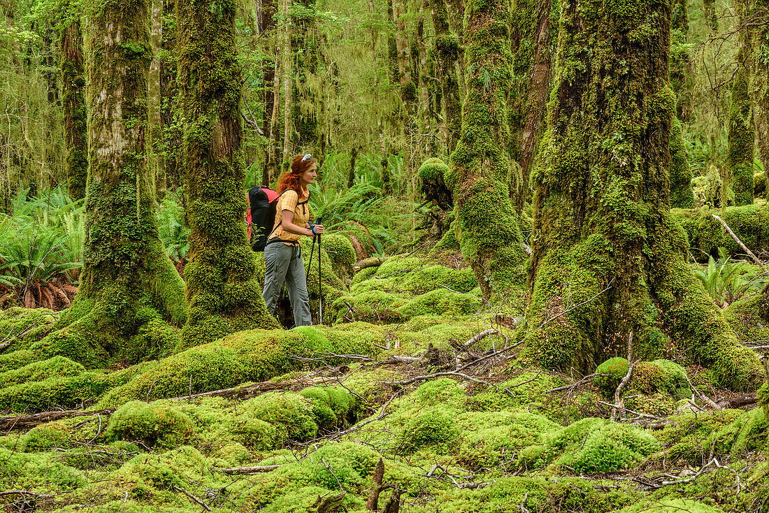 Woman hiking through beech forest, Kepler Track, Great Walks, Fiordland National Park, UNESCO Welterbe Te Wahipounamu, Southland, South island, New Zealand