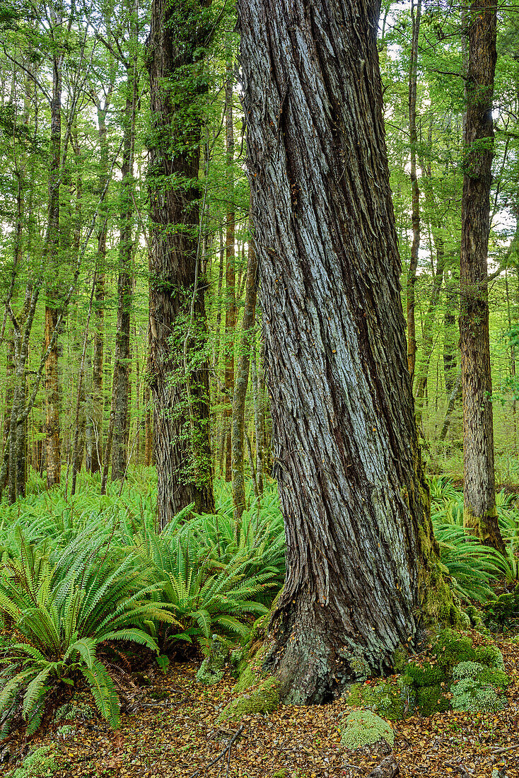 Beech forest with ferns, Fiordland National Park, UNESCO Welterbe Te Wahipounamu, Southland, South island, New Zealand