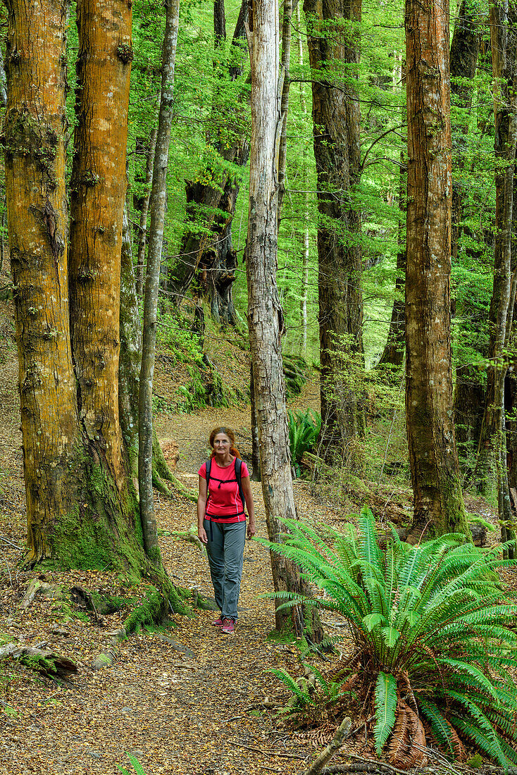 Frau wandert auf Weg durch Buchenwald, Kepler Track, Great Walks, Fiordlands Nationalpark, UNESCO Welterbe Te Wahipounamu, Southland, Südinsel, Neuseeland