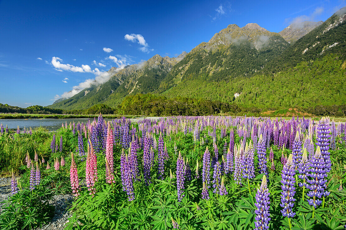 Blaue und rosafarbene Lupinen mit Bergen des Fiordland Nationalparks im Hintergrund, Fiordlands Nationalpark, UNESCO Welterbe Te Wahipounamu, Southland, Südinsel, Neuseeland