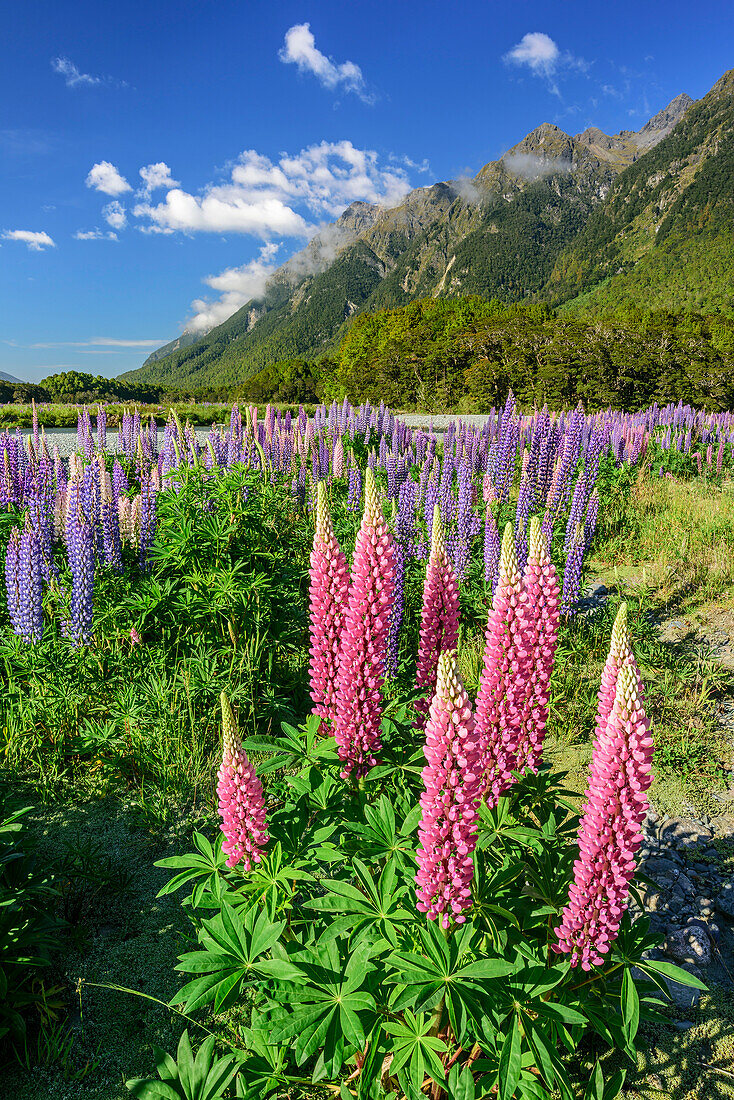 Blaue und rosafarbene Lupinen mit Bergen des Fiordland Nationalparks im Hintergrund, Fiordlands Nationalpark, UNESCO Welterbe Te Wahipounamu, Southland, Südinsel, Neuseeland