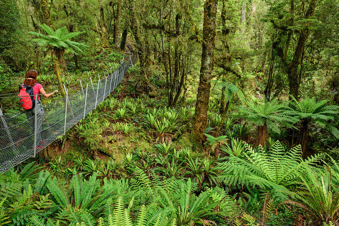 Frau wandert auf Hängebrücke durch Wald mit Farnbäumen, Hump Ridge, Hump Ridge Track, Fiordlands Nationalpark, UNESCO Welterbe Te Wahipounamu, Southland, Südinsel, Neuseeland