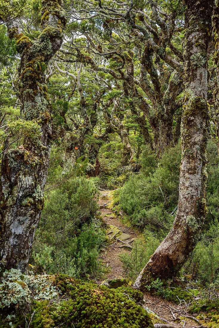 Track leading through beech forest, Hump Ridge, Hump Ridge Track, Fiordlands National Park, UNESCO world heritage Te Wahipounamu, Southland, South island, New Zealand