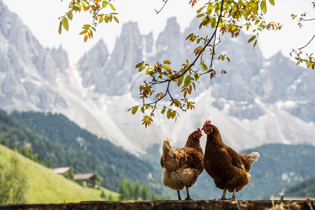Hühner vor Geislergruppe, Santa Maddalena, Villnößtal, Dolomiten, Südtirol, Italien