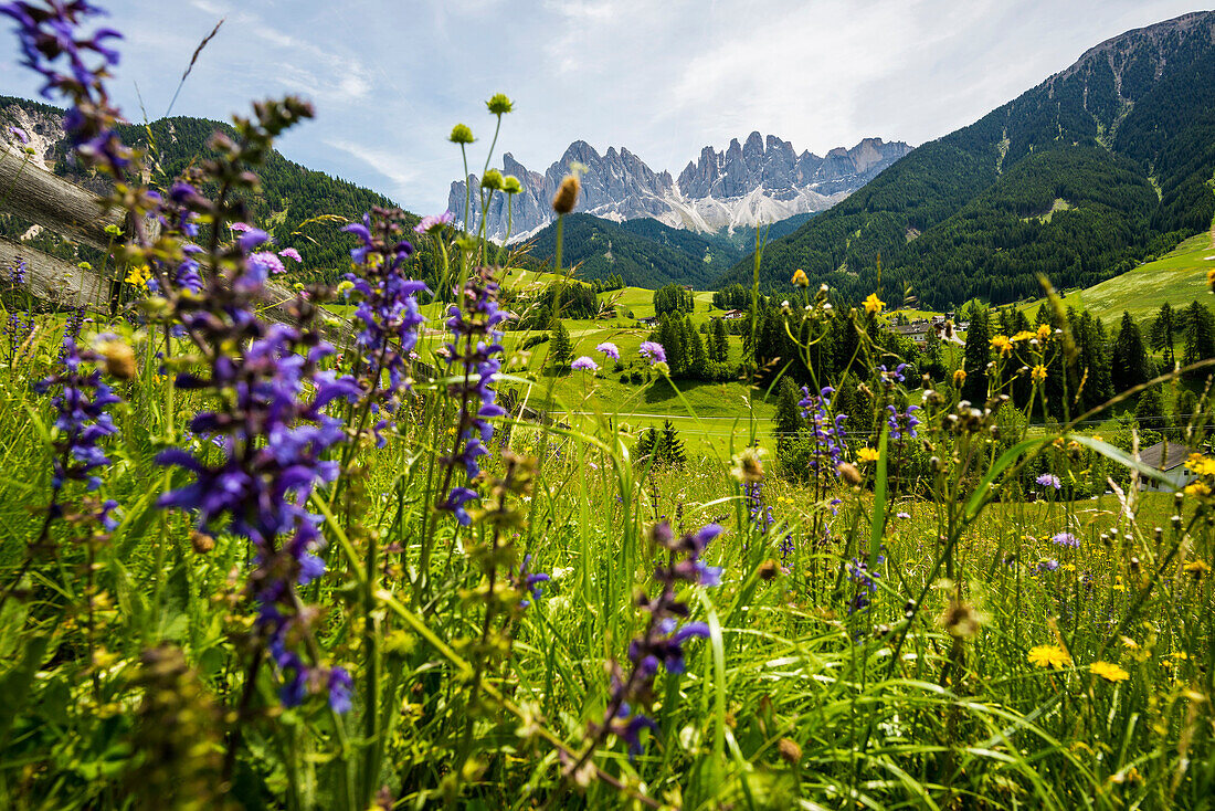 flower meadow and Geislergruppe, Santa Maddalena, Villnößtal, Dolomites, South Tyrol, Italy