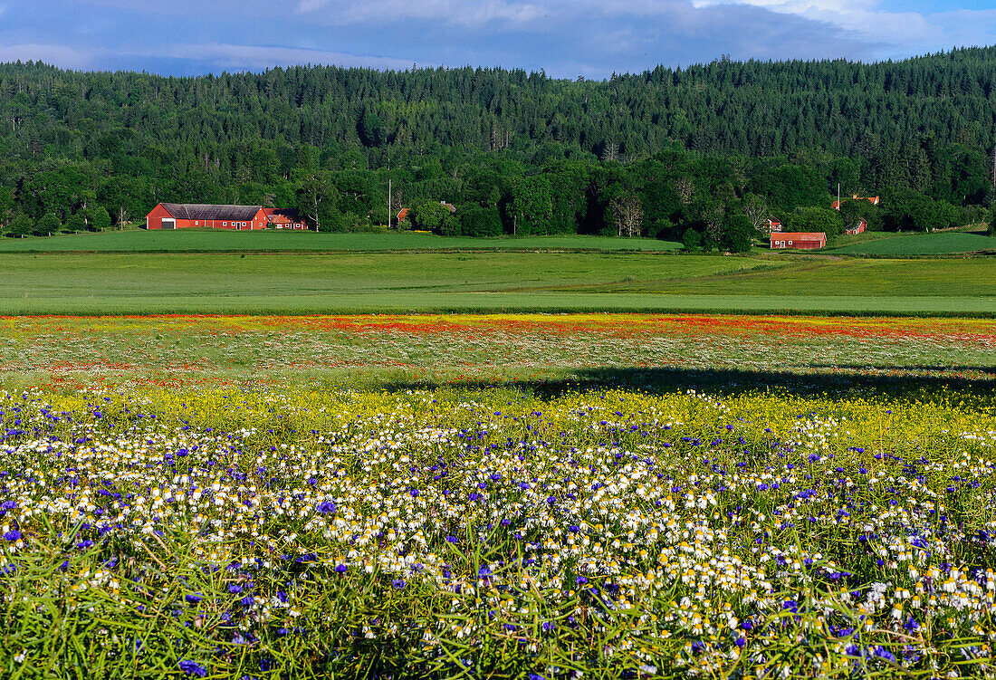 Landscape at the foot of the Omberg, Lake Vättern, Östergötland, Sweden