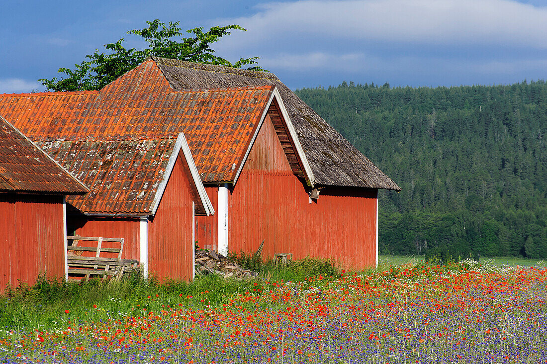 Landschaft am Fusse des Ombergs, Vätternsee, Östergötland, Schweden