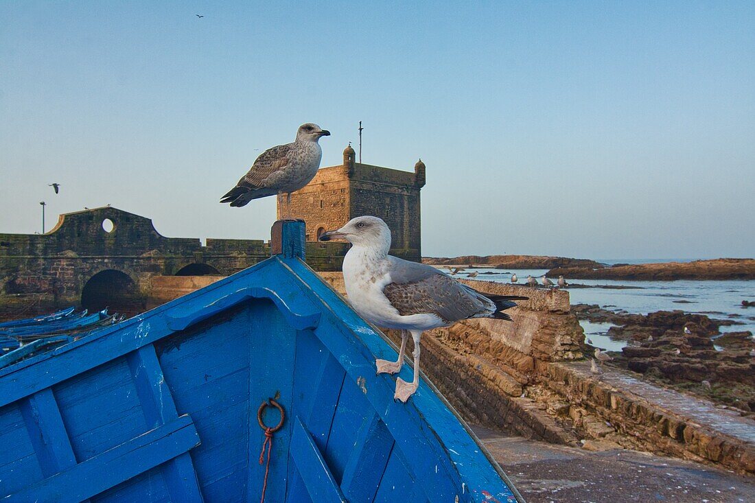 Two seagulls at the harbour in Essaouira, Morocco