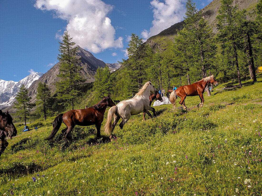 Pferde, Herde, Akkem, See, Belucha, Akkemskoye Ozero, Altai, Sibirien, Russland, Russische Föderation