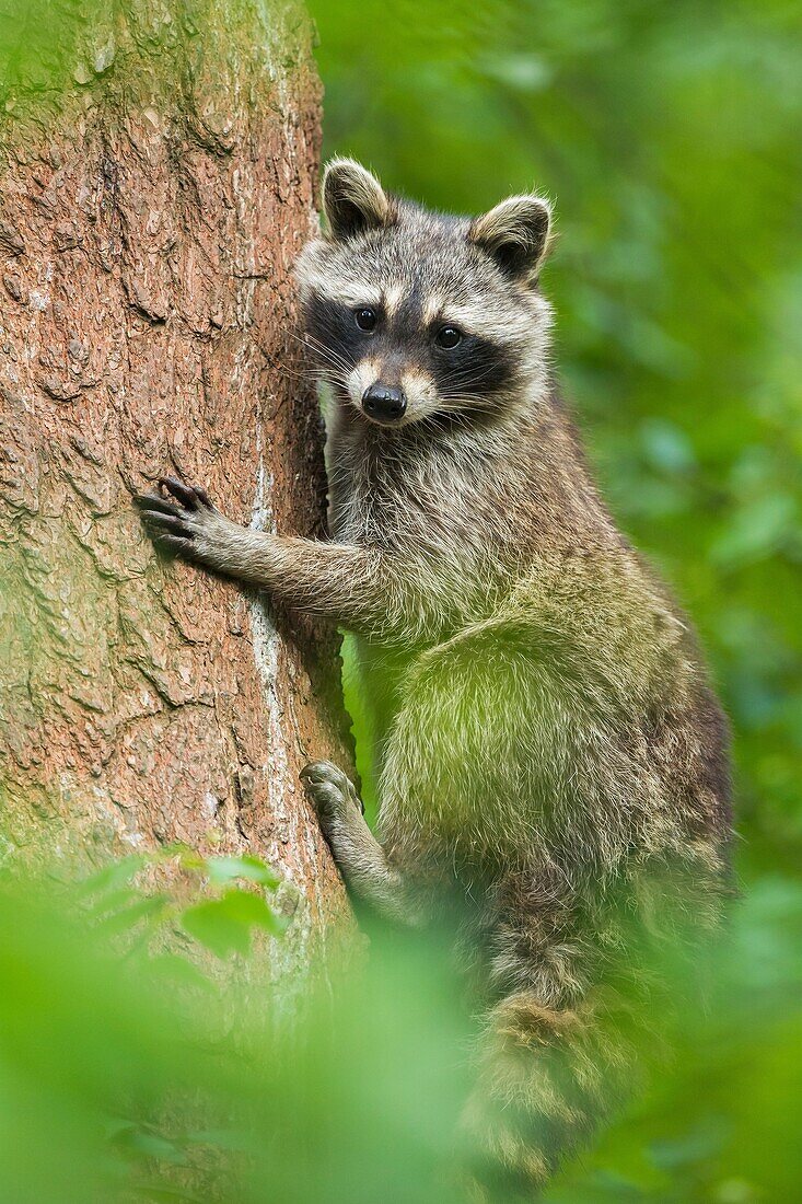 Raccoon, Procyon lotor, Climbing on Tree.