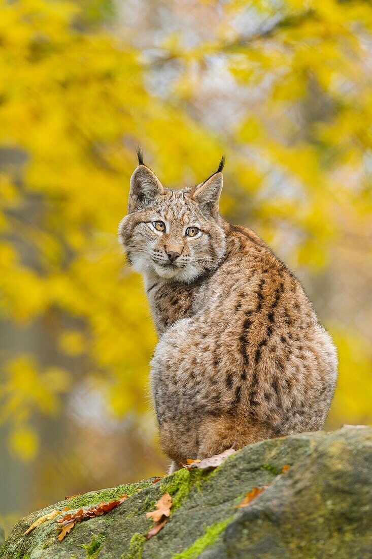 Eurasian Lynx, Lynx lynx, in Autumn, Germany, Europe.