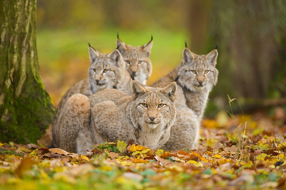 Eurasian Lynx, Lynx lynx, Female with Three Kittens, Germany, Europe.
