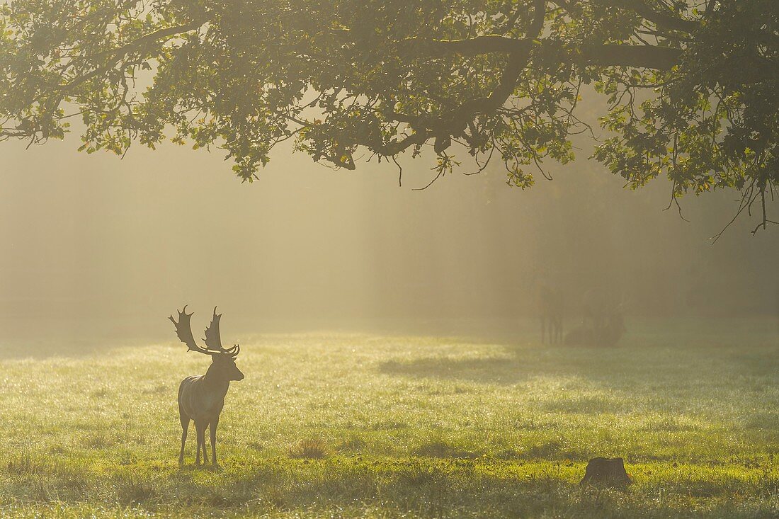 Fallow deer, Dama dama, Cervus dama, Male, with Morning Mist.