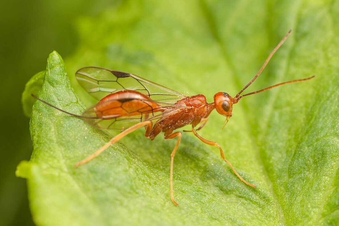 An Aulacid Wasp (Aulacus burquei) perches on a leaf.