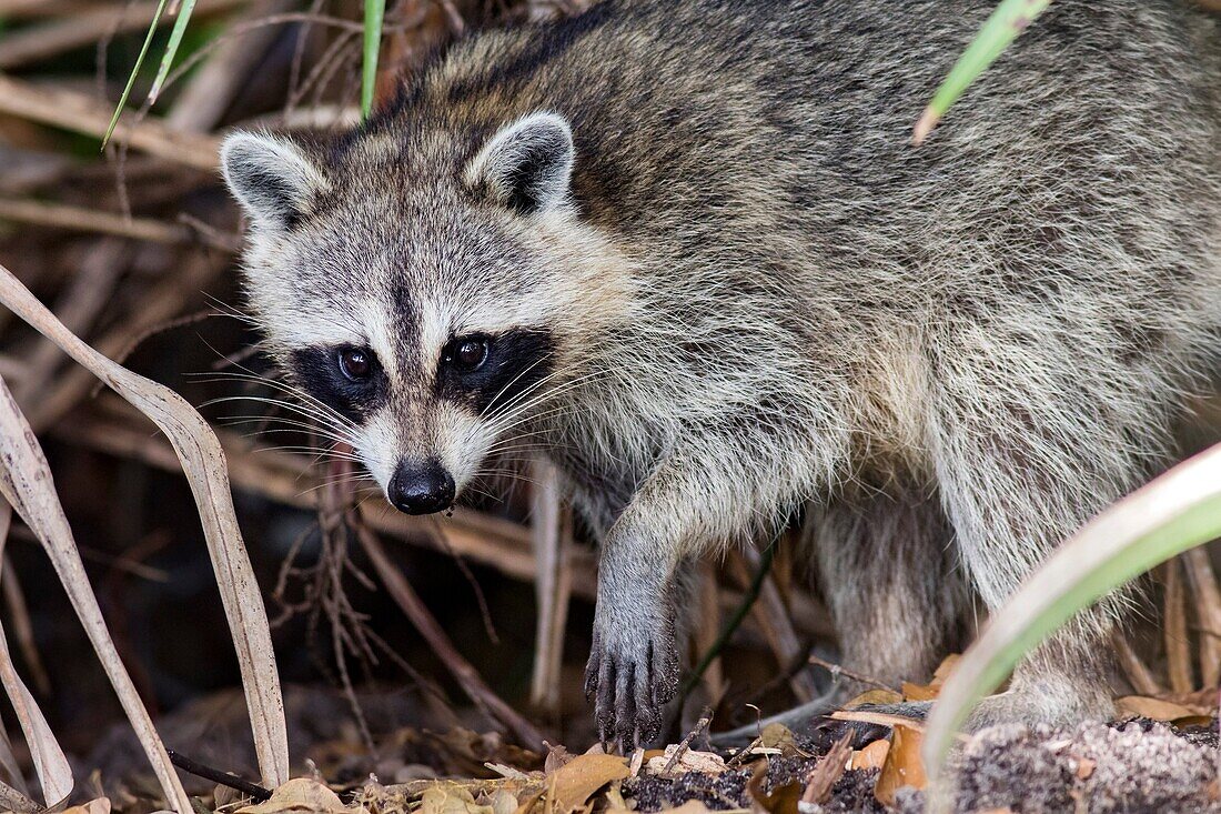Raccoon - Green Cay Wetlands, Boynton Beach, Florida USA.